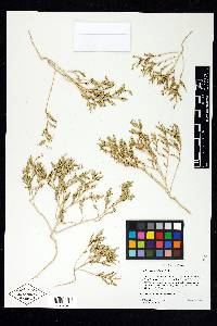 Stutzia dioica image