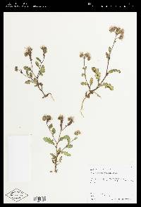 Phacelia crenulata image