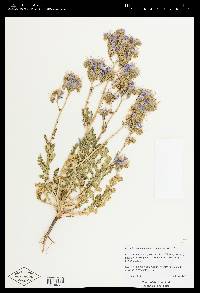 Phacelia crenulata image