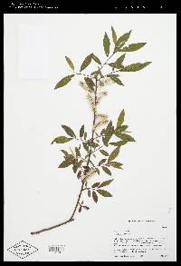 Salix sericea image