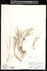 Muhlenbergia thurberi image