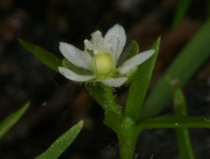 Sagina japonica image