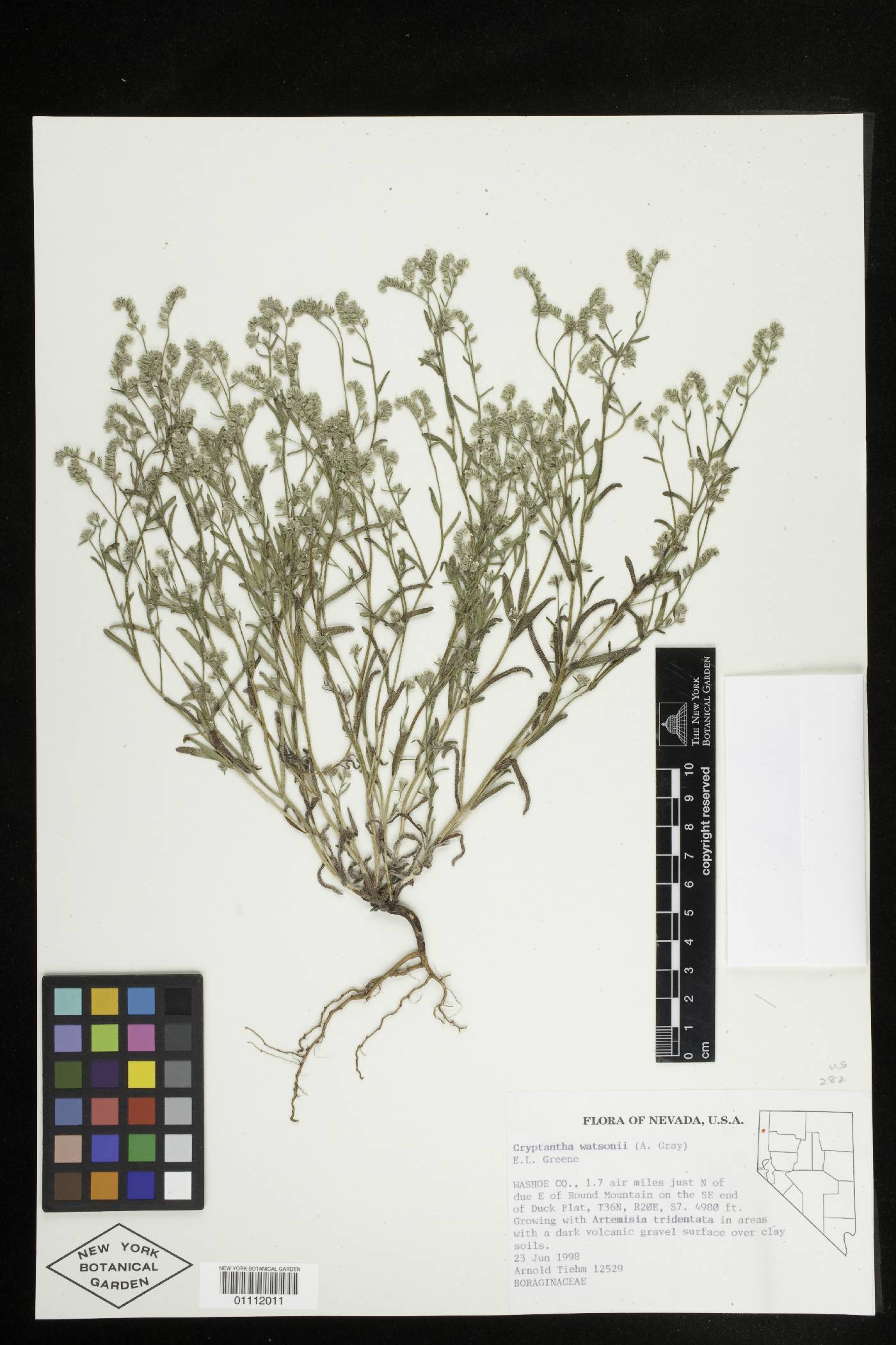 Cryptantha watsonii image