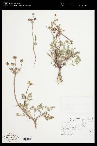 Lomatium cous image