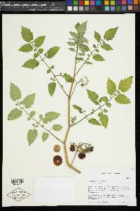 Solanum lycopersicum image