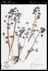 Delphinium nuttallianum image