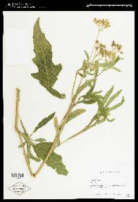 Verbesina virginica image