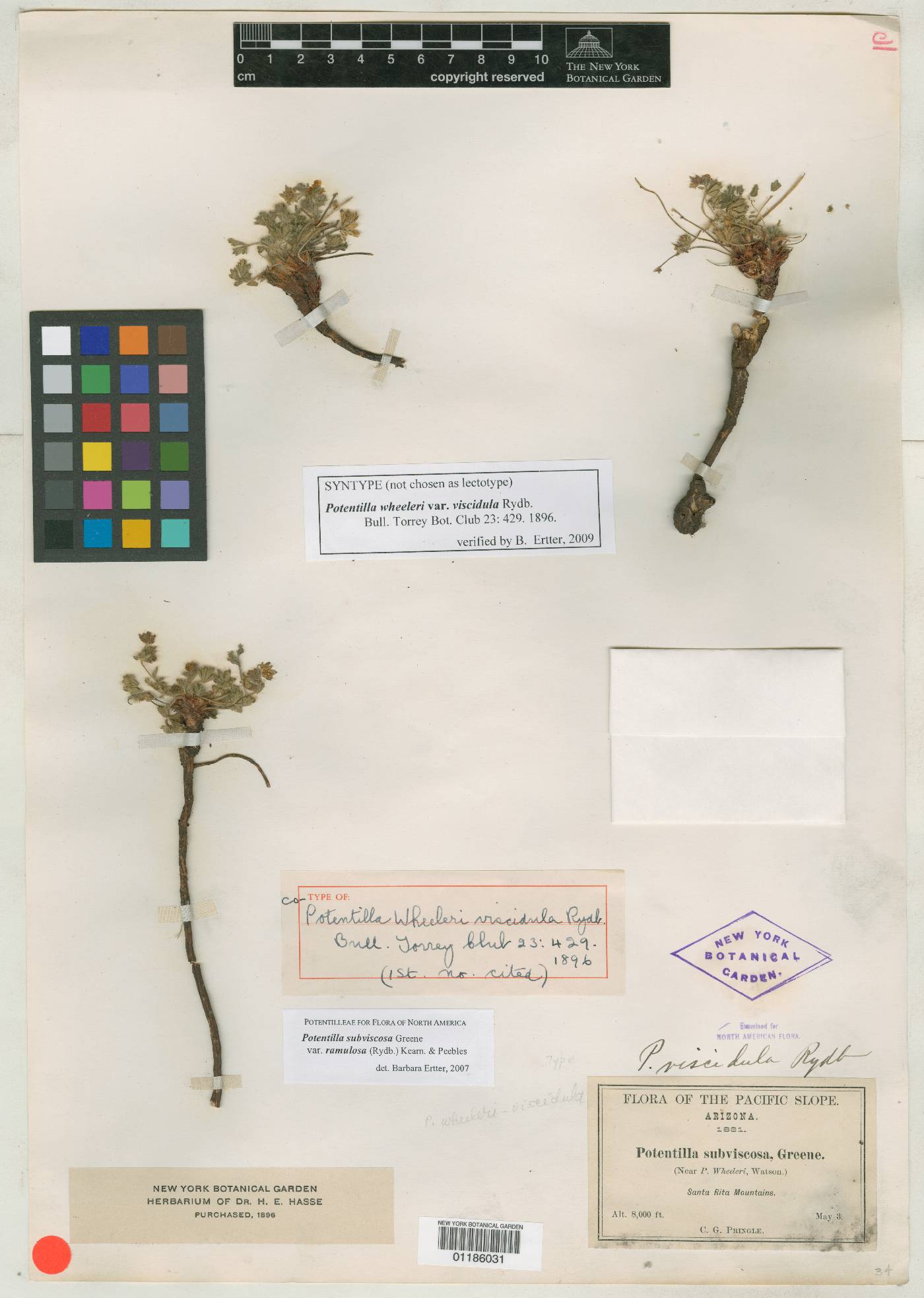 Potentilla wheeleri var. viscidula image