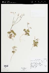 Eriogonum rubricaule image