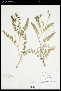 Astragalus alpinus image