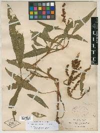 Rumex hesperius image