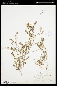 Image of Astragalus pachycarpus