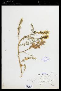 Astragalus lentiginosus var. nigricalycis image