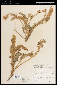 Astragalus mollissimus image