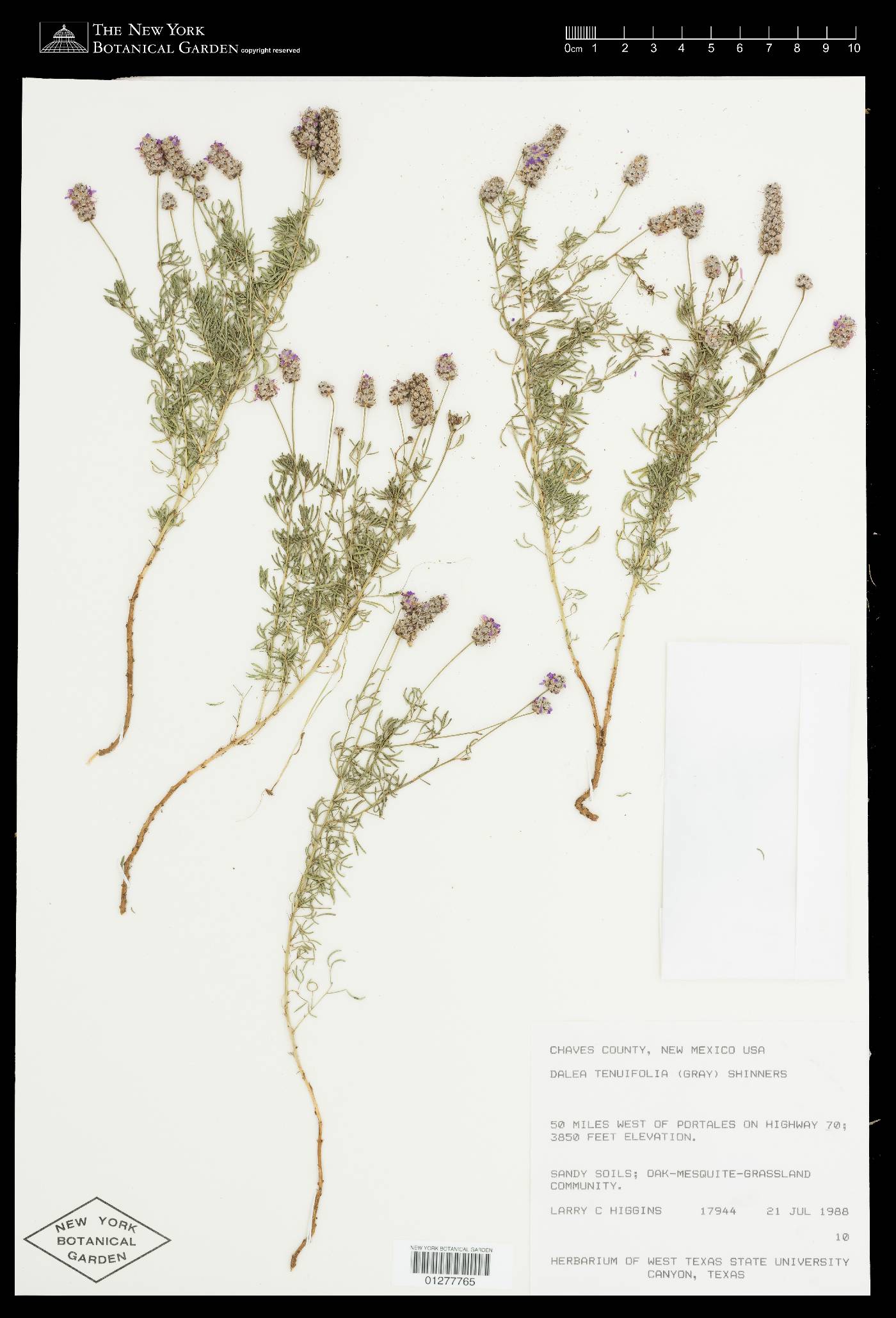 Dalea tenuifolia image