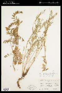 Astragalus sheldonii image