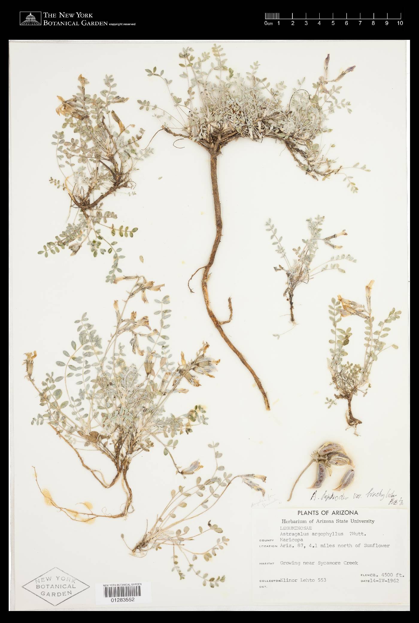 Astragalus tephrodes var. brachylobus image