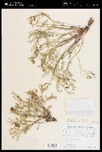 Astragalus whitneyi var. whitneyi image