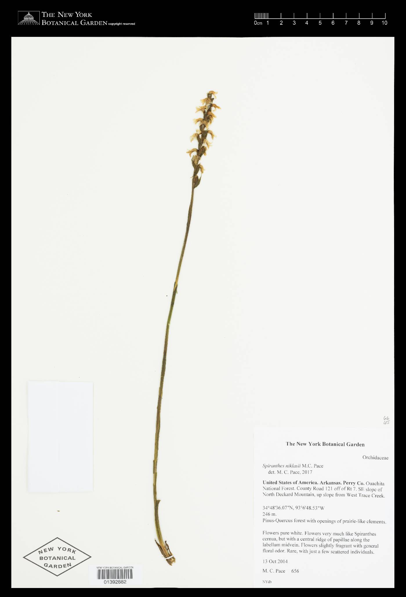 Spiranthes niklasii image