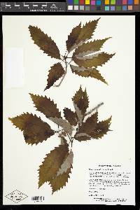 Quercus prinoides image