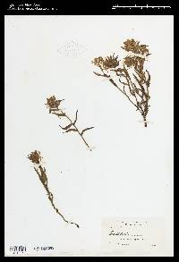 Castilleja applegatei image