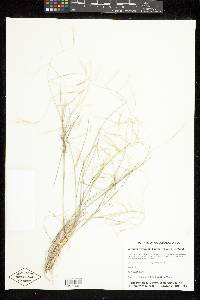 Aristida divaricata image