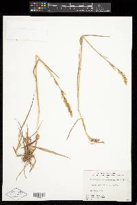 Arctagrostis latifolia subsp. latifolia image