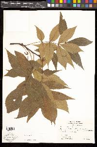 Carya texana image