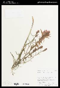 Castilleja linariifolia image