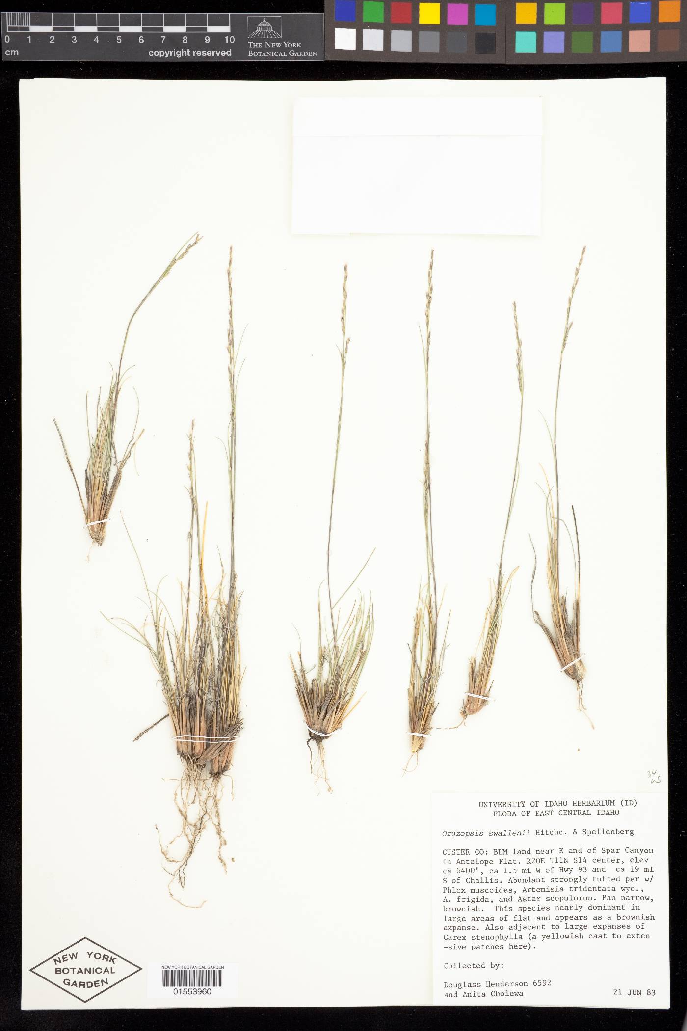 Achnatherum swallenii image