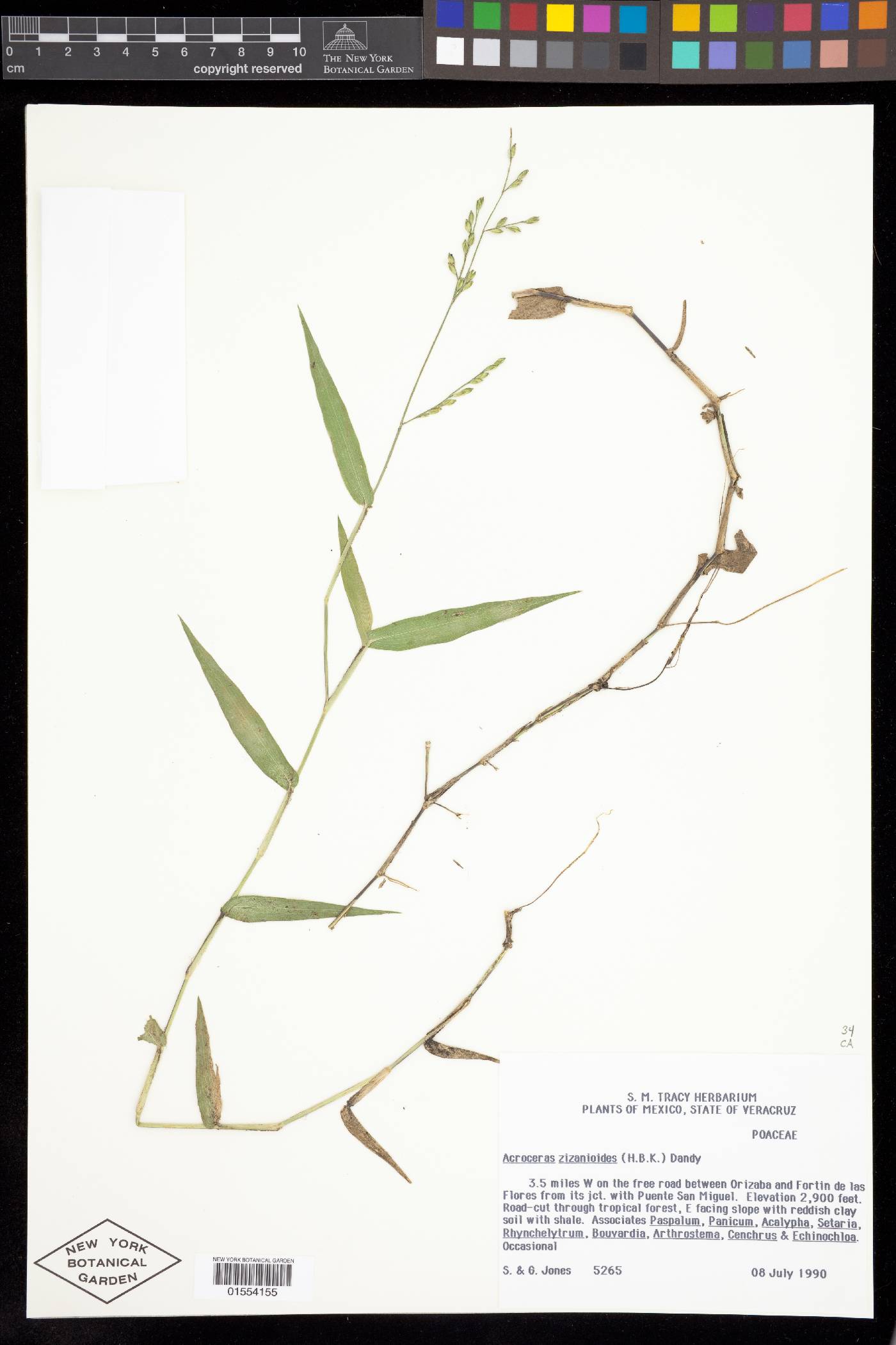 Paniceae image