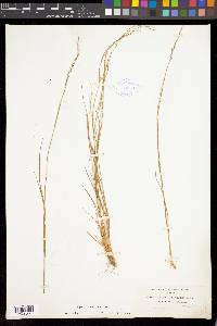 Agrostis exarata image