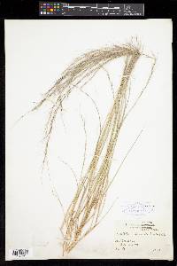 Aristida longespica image