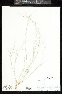 Aristida oligantha image