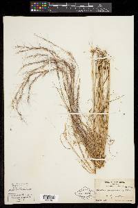 Aristida purpurascens image