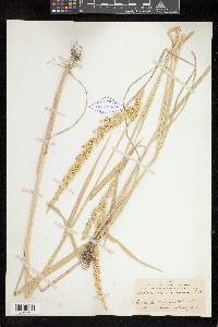 Beckmannia syzigachne image