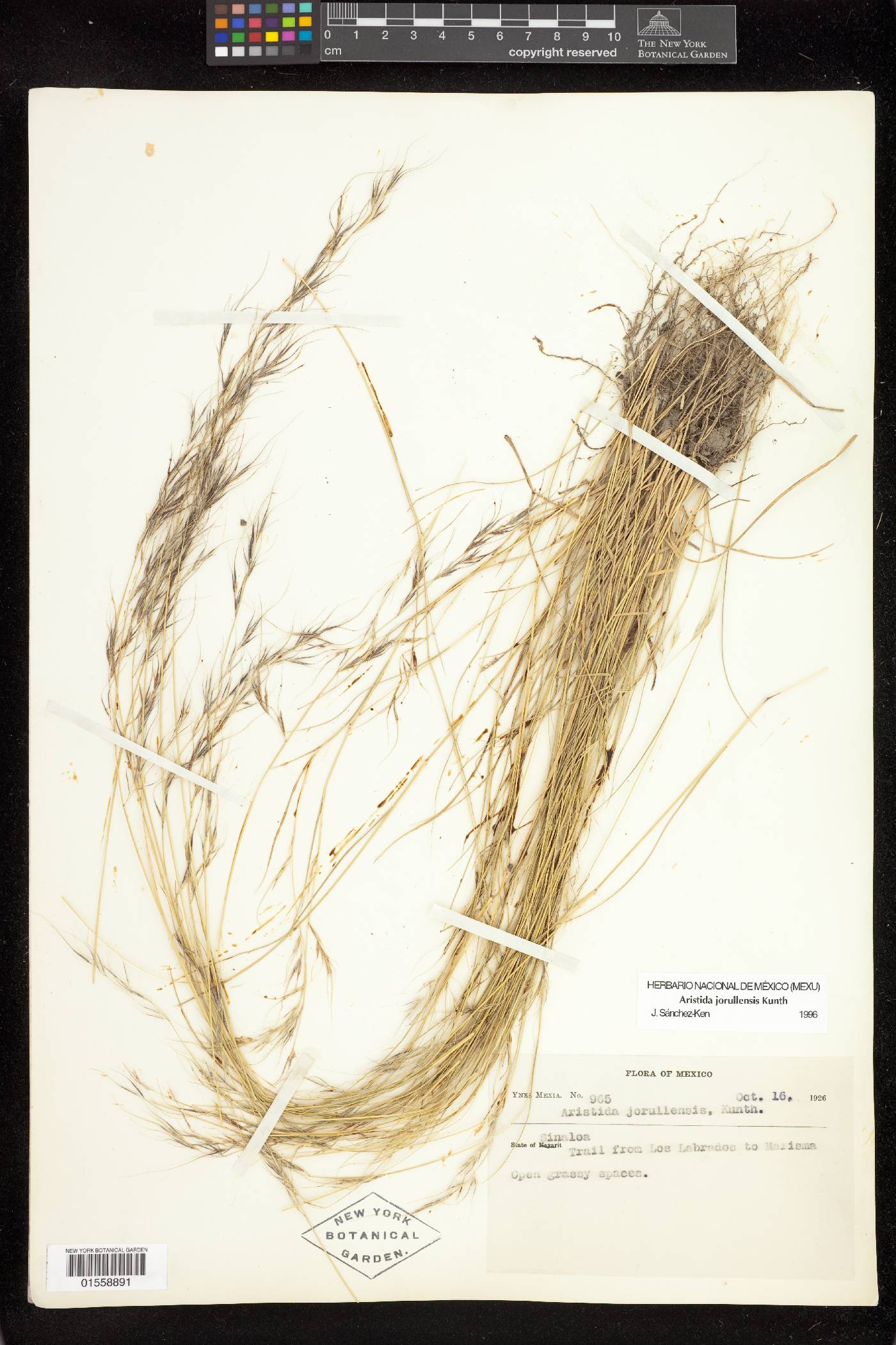 Aristida jorullensis image