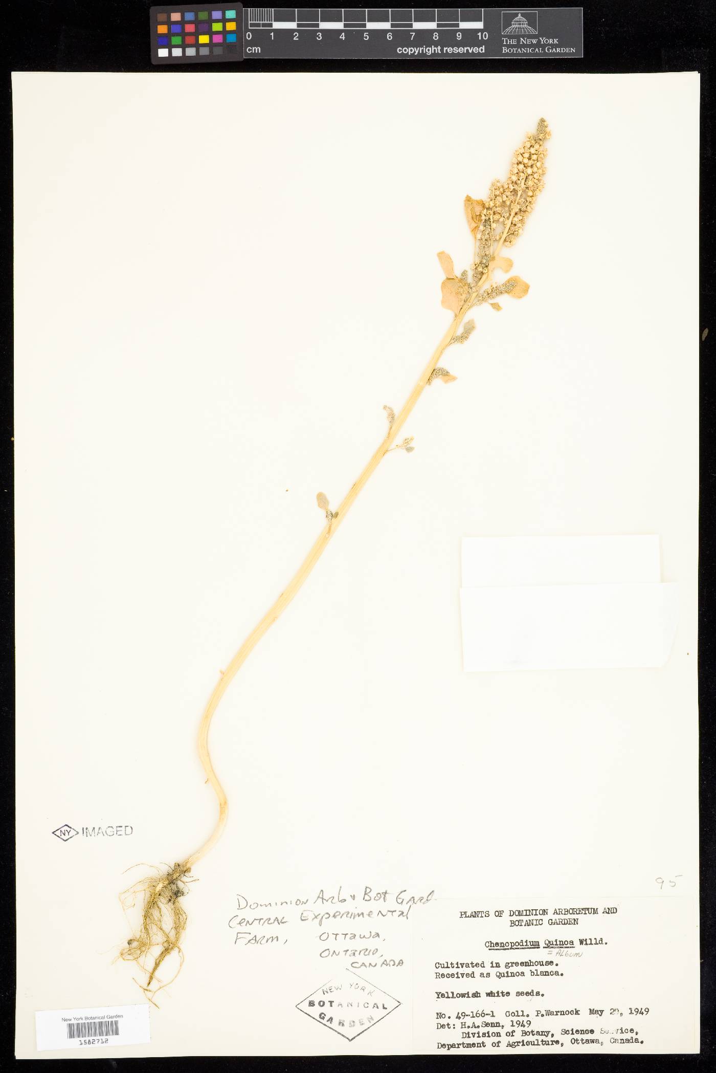 Chenopodium quinoa image