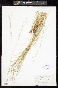 Deschampsia danthonioides image