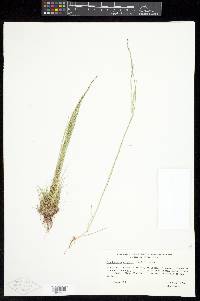 Deschampsia elongata image