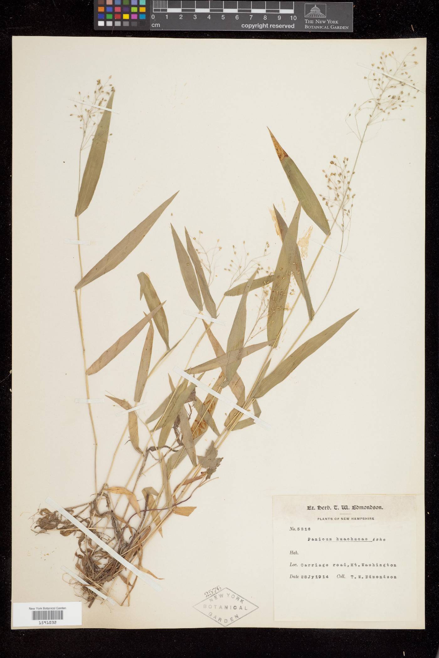 Dichanthelium acuminatum subsp. acuminatum image