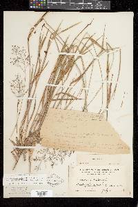 Dichanthelium acuminatum subsp. acuminatum image