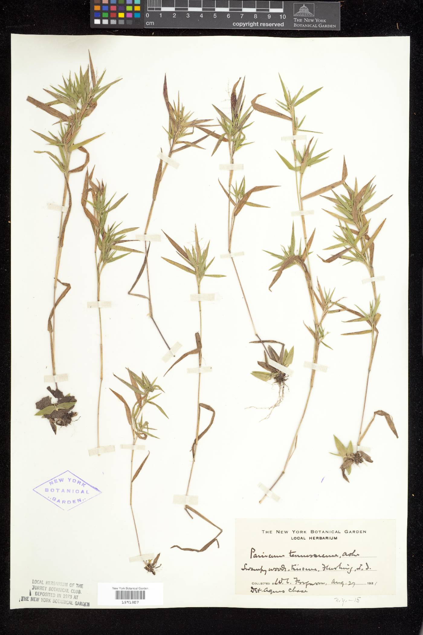 Dichanthelium acuminatum subsp. acuminatum image