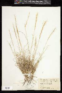 Aristida purpurea var. nealleyi image