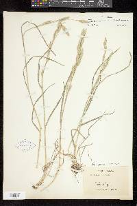 Bromus catharticus image