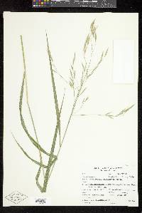 Bromus catharticus image