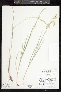 Bromus frondosus image