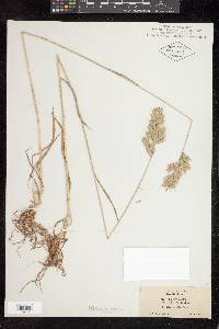 Bromus hordeaceus image