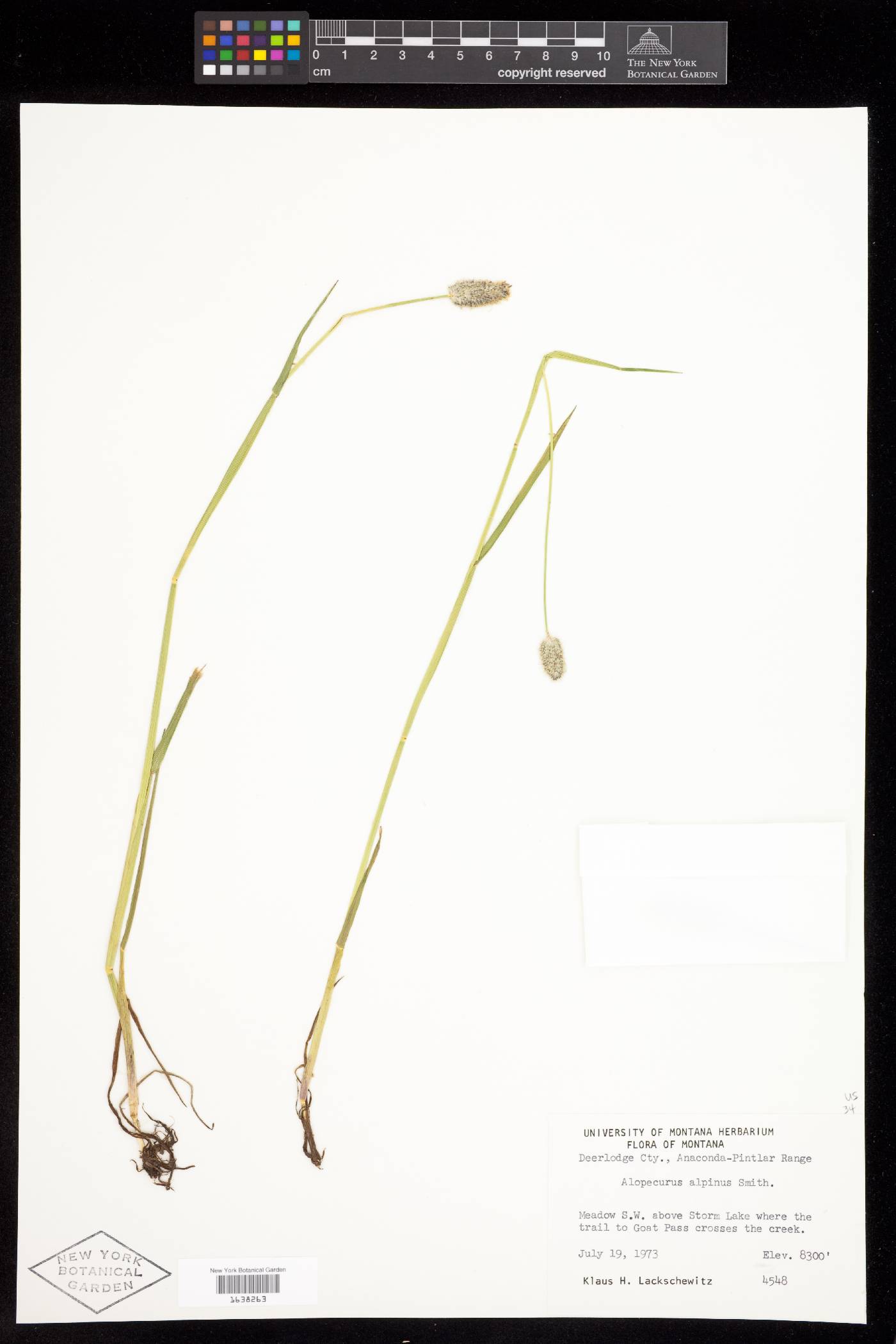 Alopecurus magellanicus image