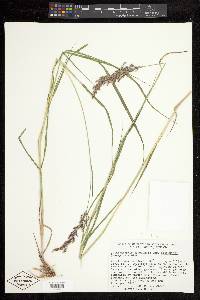 Calamagrostis canadensis var. macouniana image